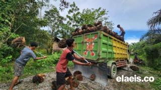 Secara Nasional, Segini Produksi Minyak Sawit Kebun Rakyat. TBM 17% 