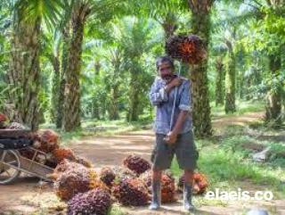 Mau Nilai Tambah dari Komoditas Sawit? Menarik Dicoba Cara Ini