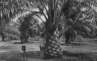 Perkembangan Mutakhir Industri Sawit Indonesia: Berawal dari Empat Benih...