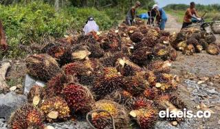 Anjlok Lagi, Sepanjang Juni Harga Sawit di Babel Dibeli Rp2.073/Kg