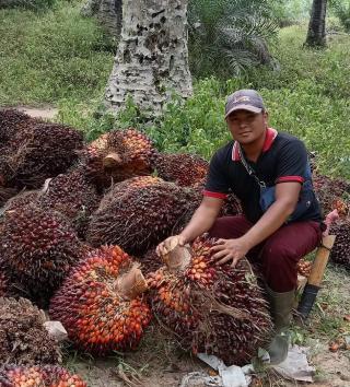 Harga TBS Terlalu Rendah, Penghasilan Bersih Petani Tak Sampai Rp 1.000/Kg