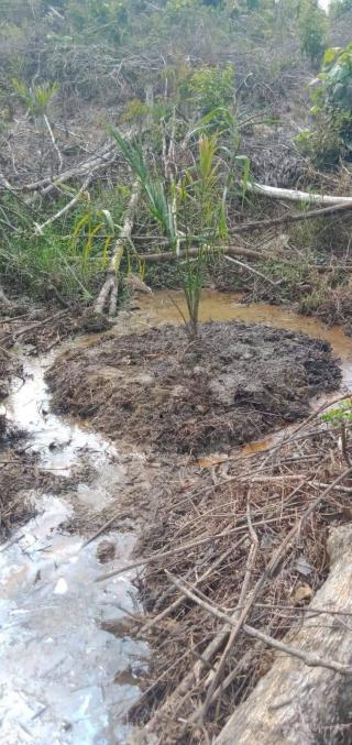 Tanam Sawit di Lahan Rawa, ini Risiko yang Dihadapi Petani 