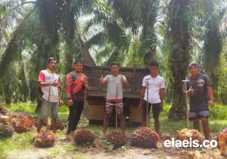 Begini Kontribusi BPDPKS untuk Pembangunan Nasional