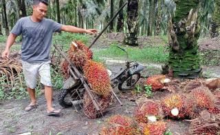 Penurunan Harga TBS Sawit Berpotensi Pengaruhi Realisasi Pendapatan Pajak