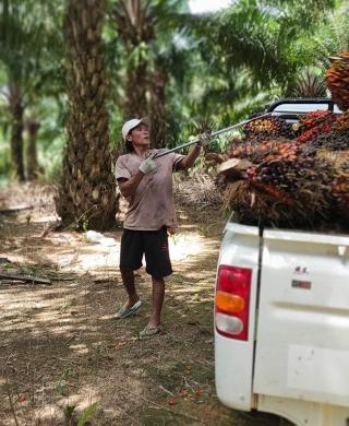 Petani Sawit di Bengkulu Keluhkan Tingginya Upah Panen dan Ongkos Angkut