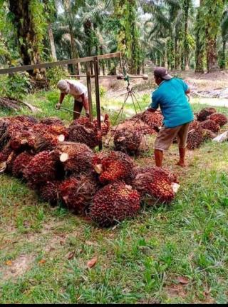 Harga TBS Sawit Turun Terus, Banyak Petani Seluma Jual Kebun