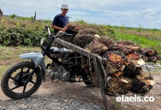 Harga Kelapa Sawit di Sumut Turun Tipis, Kini Dibeli Rp2.245,10/Kg