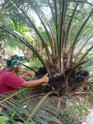 Pakai Bibit Unggul, Petani Sawit di Seluma Bisa Panen Lebih Cepat