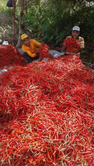 Petani Sawit di Bengkulu Ikut Tanam Cabai, Sumbang Deflasi 0,32 Persen