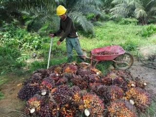 Tak Ada Gaji ke-13, Petani Sawit di Bengkulu Gamang Hadapi Tahun Ajaran Baru