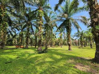 Berkebun Sawit di Kota Besar Bukan Jaminan Gampang Dapat Hibah Replanting