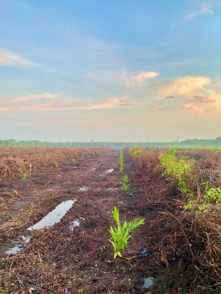 Ini yang Harus Dilakukan agar Produksi Sawit di Lahan Gambut Optimal