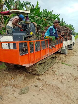 Rp 2.000/Kg Cuma Bertahan Sebulan, Petani Sawit Bengkulu Merasa di-PHP Harga TBS