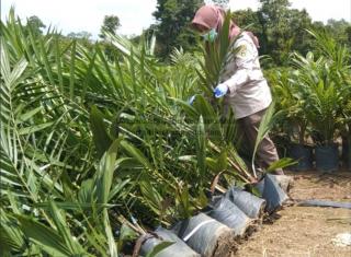 Cuma Menyeberang dari Bangka ke Belitung, Ribuan Bibit Sawit Wajib Lewati Karantina