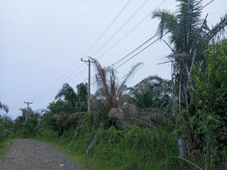 Petani Diingatkan Jangan Tanam Sawit di Dekat Jaringan PLN