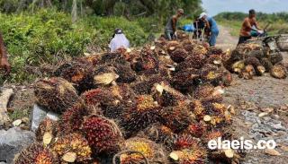 Kembali Merosot, Pekan Ini Kelapa Sawit di Sumbar Hanya Dibeli Rp2.201,94/Kg