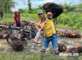 Merangkak Naik, Harga Kelapa Sawit di Kalbar Rp. 2.041,41/Kg