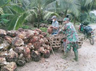 Jelang Idul Adha, Harga TBS Sawit di Jambi Kembali Bergairah