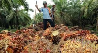 Disbun Sumsel Lakukan ini untuk Genjot Produksi Komoditi Perkebunan