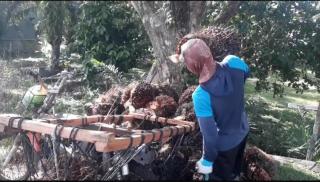 Produksi Sawit di Bengkulu Tengah Terus Turun, Petani Kurangi Pekerja