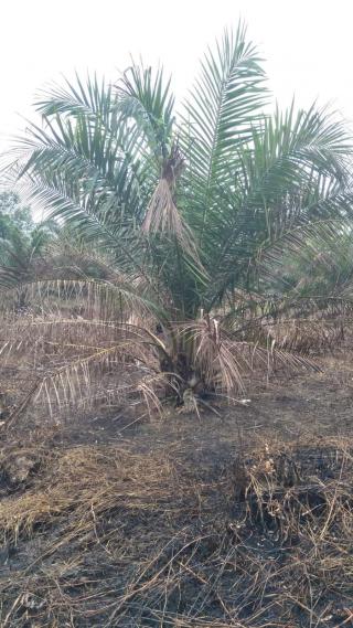 Petani Sawit di Bengkulu Tengah Menyesal Setelah Kebunnya Terbakar