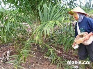 Hadapi Kasus Kelangkaan Pupuk, Petani Sawit di Bengkulu Diminta untuk Berinovasi