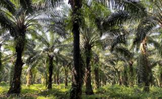 Pemerintah Pusat akan Putihkan 3,3 Juta Hektar Sawit di Kawasan Hutan, Gubernur Bengkulu Mengaku Prihatin
