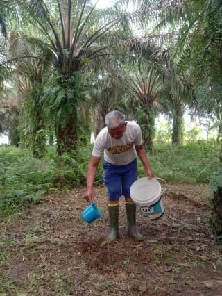 Pupuk Kocor Makin Diminati Petani Sawit di Bengkulu