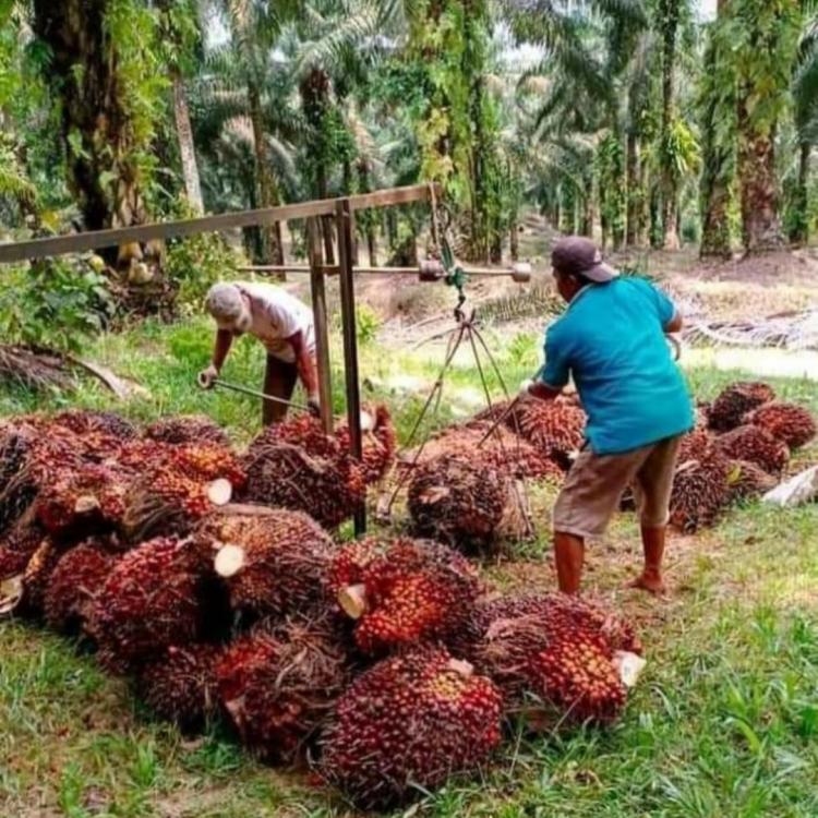 Pemetik dan Pengangkut TBS Sawit Diingatkan Rutin Konsumsi Minuman Berkalsium Tinggi