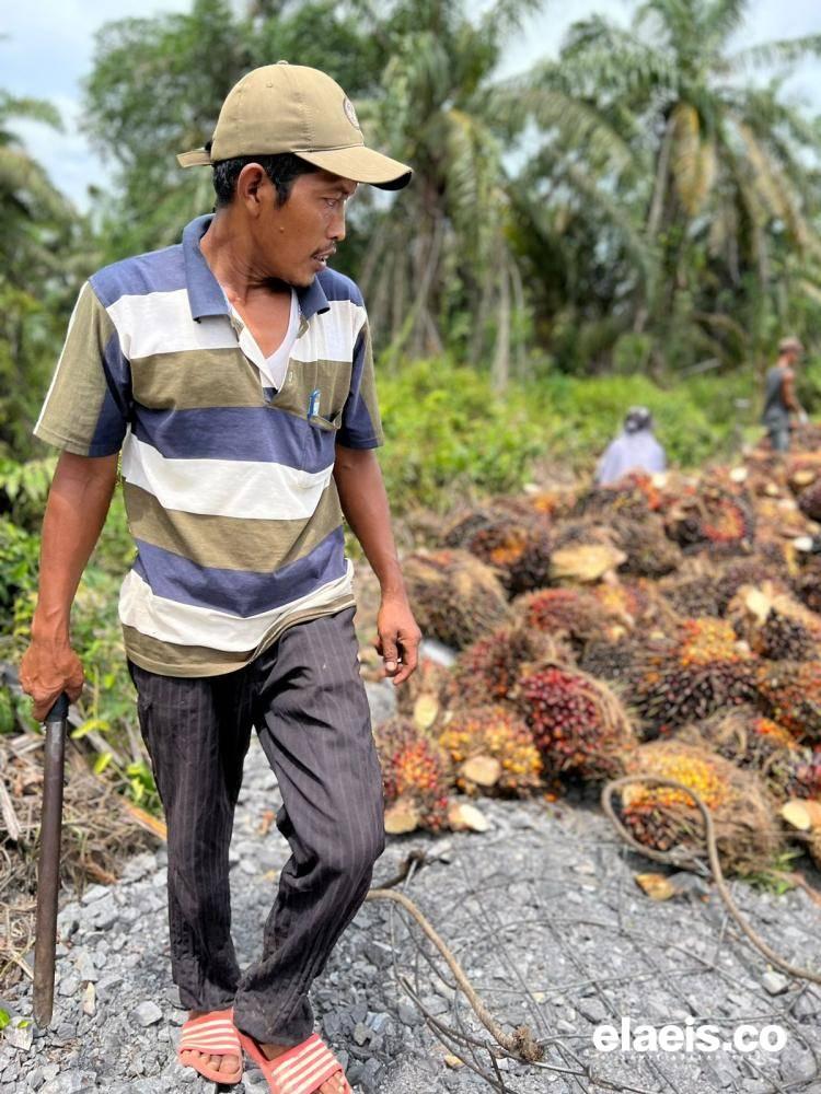 Harga TBS Sawit Plasma di Riau Ditetapkan Naik, Umur 9 Tahun Jadi Rp2.441/Kg