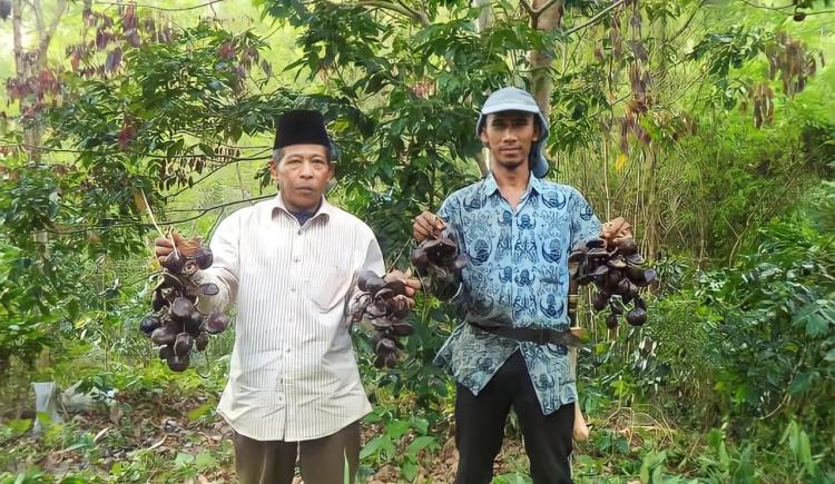 Jengkol Diklaim Lebih Menguntungkan dari Kelapa Sawit, Iyakah?