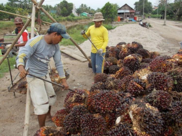 Meski Cadangan Pangan Cukup, Petani Sawit di Bengkulu Diimbau Mengubah Pola Konsumsi