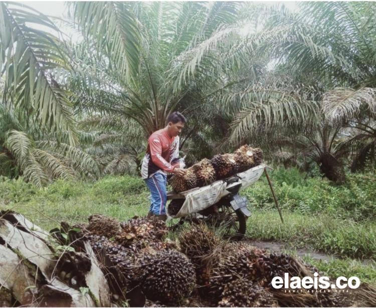 Produktivitas Sawit Rendah, Pemprov Bengkulu Sebut karena Faktor Eksternal