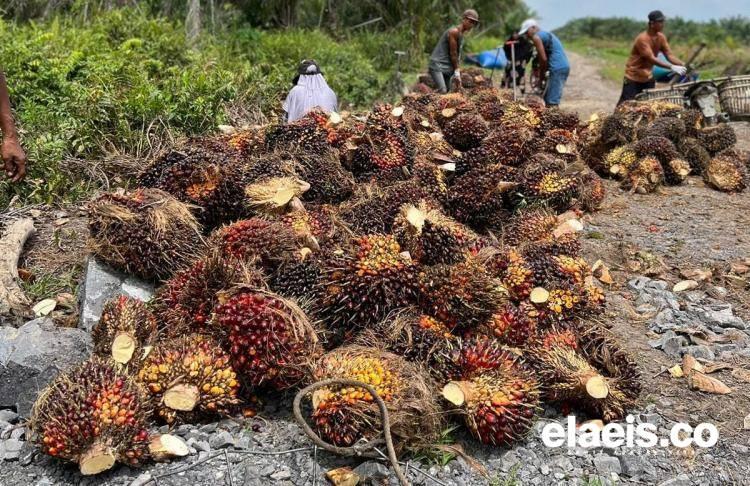 Rata-rata Naik, Ini Daftar Harga Jual CPO dan Kernel di Riau 