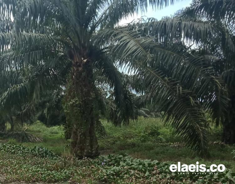 Tembus Rp 8,85 Triliun, Sawit Topang Penerimaan Pajak Riau 