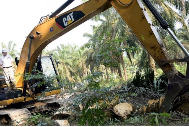 Perdana Dapat Hibah BPDPKS, Ratusan Hektar Kebun Sawit Swadaya di Abdya Di-replanting