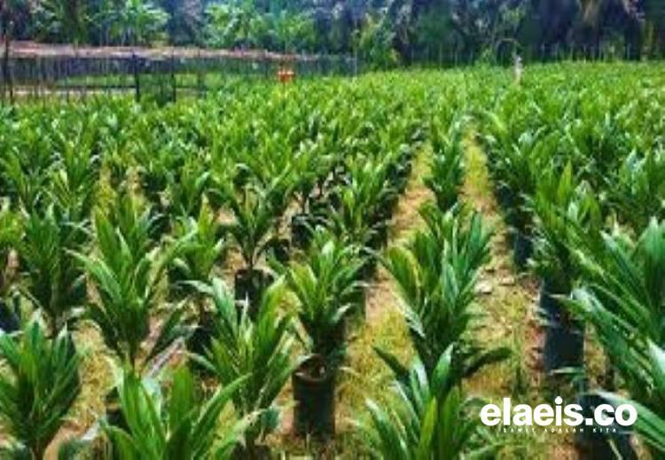 Permintaan Tinggi, Banyak Petani di Kalsel Kesulitan Mendapatkan Bibit Sawit Bersertifikat