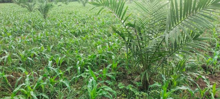 Bikin Iri, Harga Jagung di Bengkulu Lebih Mahal dari TBS Sawit