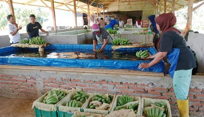 Budidaya Pisang Barangan Makin Diminati Petani Seluma, Lebih Menguntungkan dari Sawit?