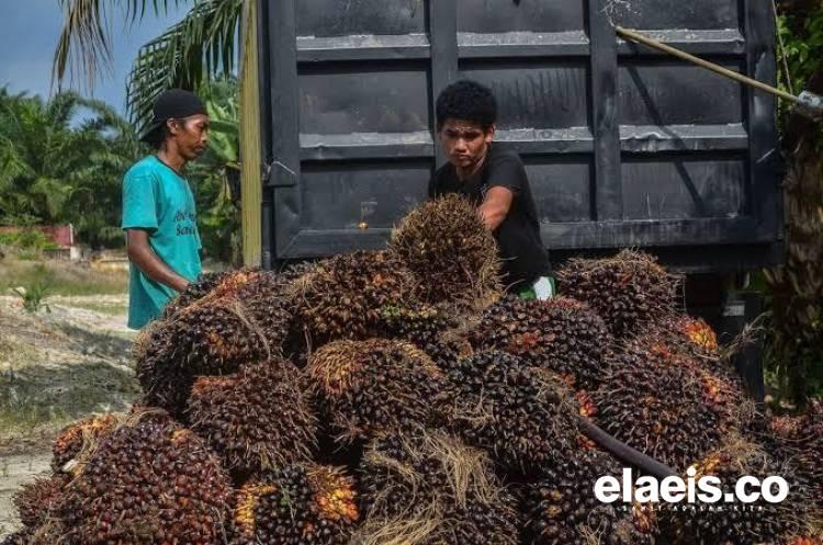 Melorot Lagi, Sepanjang Juli Harga Kelapa Sawit di Babel Hanya Rp1.979/Kg