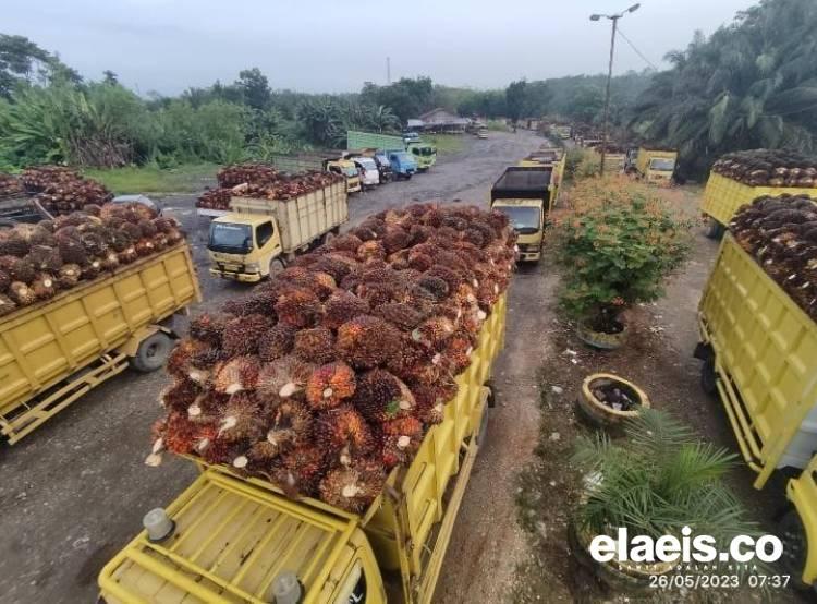 Petani Pasrah, Hasil Kebun Tak Mampu Ditampung PKS di Dharmasraya