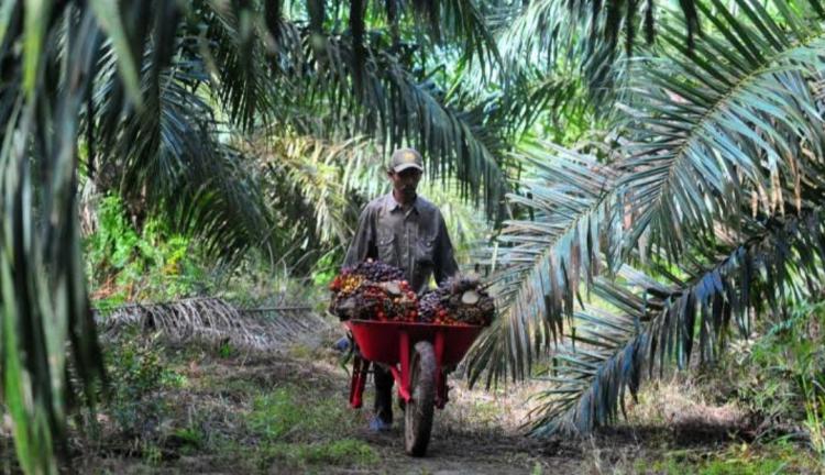 Pelatihan Diharapkan Menghasilkan Pekebun yang Mandiri dan Modern