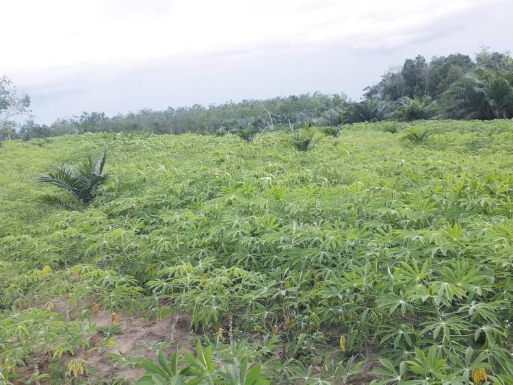 Petani Sawit di Bengkulu Disarankan Tanam Singkong untuk Tambah Penghasilan