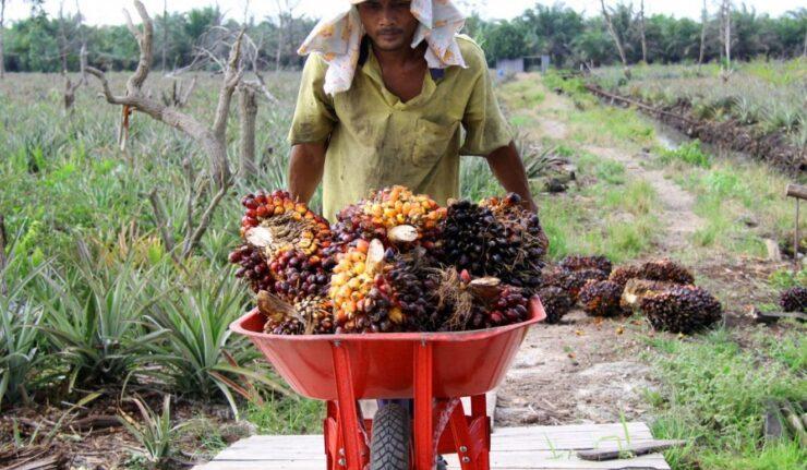 Harga Makin Mahal, Banyak Petani Sawit di Bengkulu Beralih ke Rokok Murah