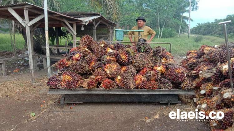 Naik Tipis, Segini Harga Kelapa Sawit di Kalbar