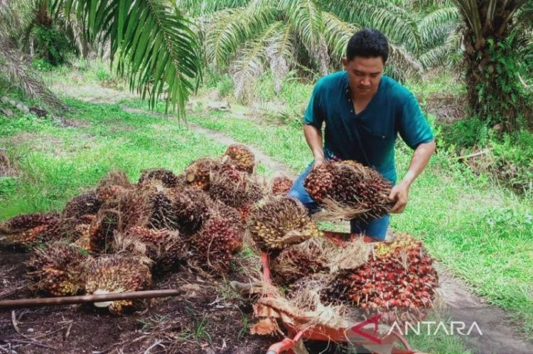 Catat Angka Rp600 T, Gapki: Devisa Negara dari Sawit di 2022 Capaian Tertinggi Sepanjang Sejarah