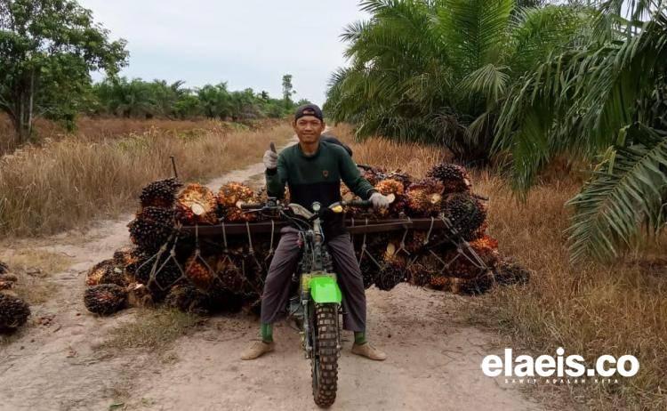 Harga Sawit di Sumbar Merangkak Naik, Ketua Apkasindo Bilang Begini