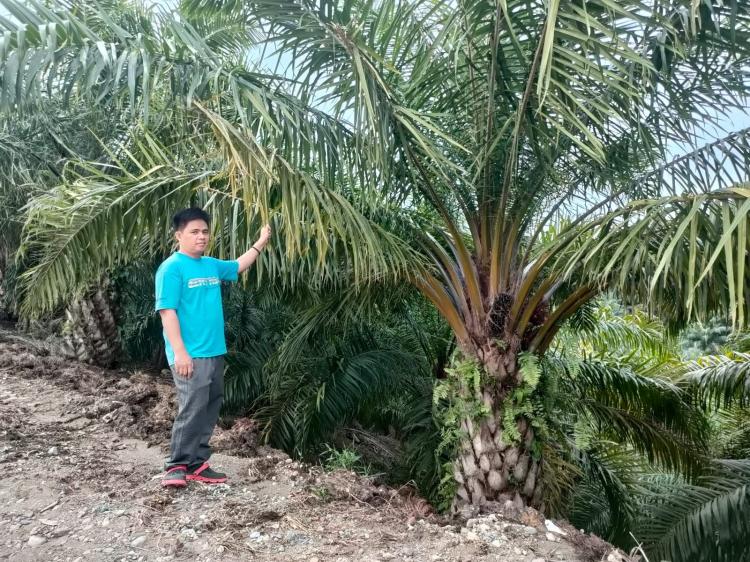 Petani Sawit di Bengkulu Dapat 8,5 Ton Sawit Sekali Panen di Lahan 2,5 Hektar, ini Kuncinya