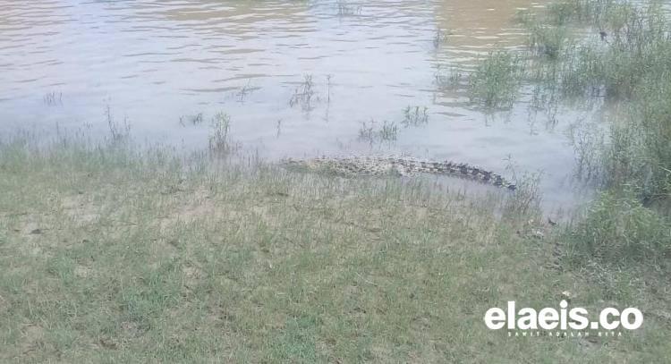 Pekerja Sawit di Ketapang Disambar Buaya, Apkasindo Ingatkan Lebih Waspada