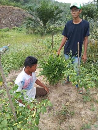 Jahe Makin Digandrungi Petani Sawit di Bengkulu